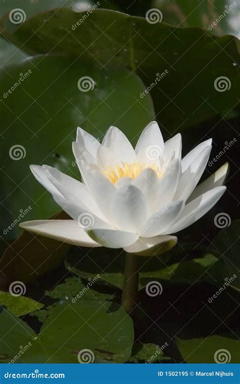 Nymphaea alba stock image. Image of plant, virginity, garden - 1502195