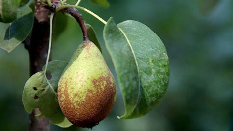 4 Plagas Muy Comunes Que Afectan A Los árboles Frutales Y Cómo