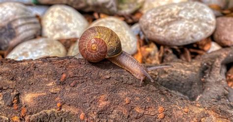 Do Snails Have Teeth A Closer Look Snail Facts And Information