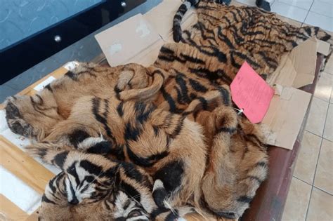 Polda Sumut Berhasil Ringkus Pelaku Penjual Kulit Harimau