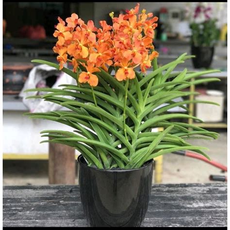 Jual Promo Plant Dewasa Anggrek Ascocentrum Miniata Anggrek Panda Mini