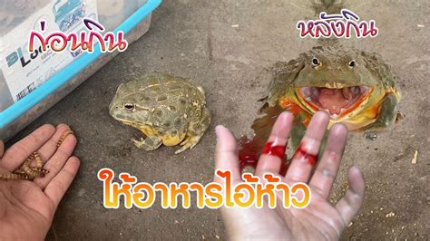 ใหอาหารไอหาว ดวยมอเปลา กบ กบยกษ africanbullfrogs YouTube