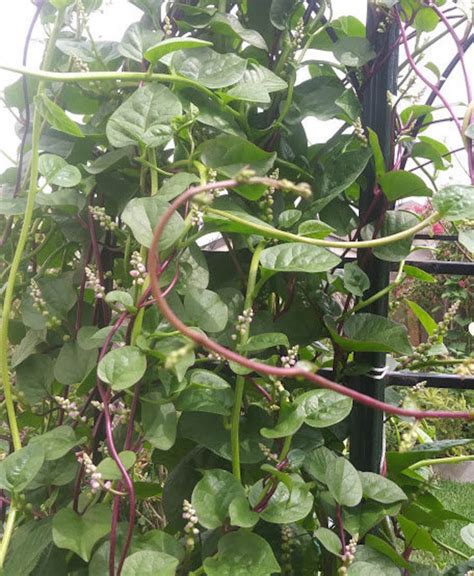 Malabar Spinach Seeds Green Red Stem Basella Alba Alugbati Mồng Tơi