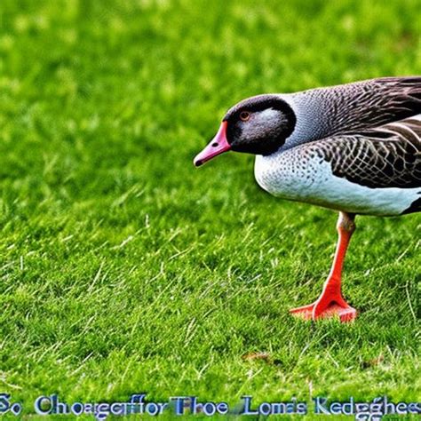 Keep Geese Off Lawn