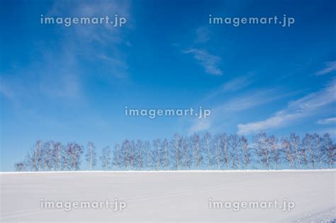 冬の晴れた日の雪の丘の上のシラカバ並木の写真素材 237798371 イメージマート