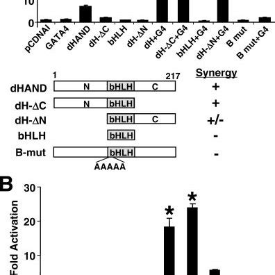 Mapping Of The Dhand And Gata Domains Required For Transcriptional