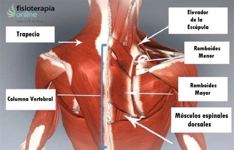 Musculos Circular Es