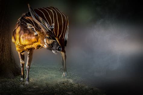 Bongo Foto And Bild Natur Tiere Wildlife Bilder Auf Fotocommunity