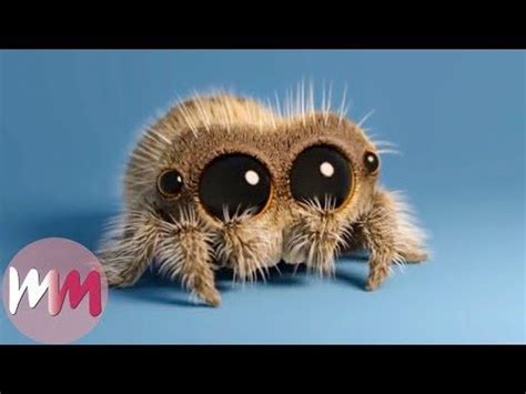 Lucas The Spider Creator Explains How He Makes People Fall In Love With