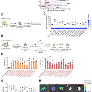 Identification Of Targetable Genes Required For Ctc Cluster Generation