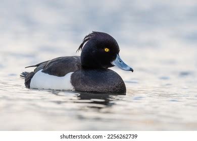 Male Tufted Duck Aythya Fuligula Swimming Stock Photo