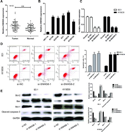 Upregulated Expression Of SNHG6 Inhibits Apoptosis A SNHG6