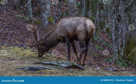 Elk Eating At Cataloochee Valley Great Smoky Mountains National Stock