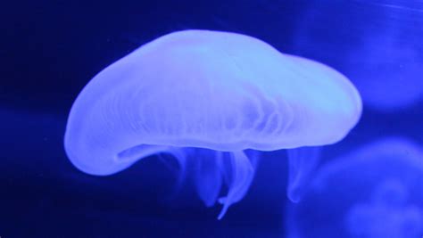 15 Cool Facts About Moon Jellyfish That Will Surprise You