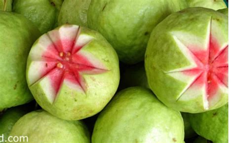 Red Guava Seeds Thai Big Pink Guava Seeds Thai Guava Etsy