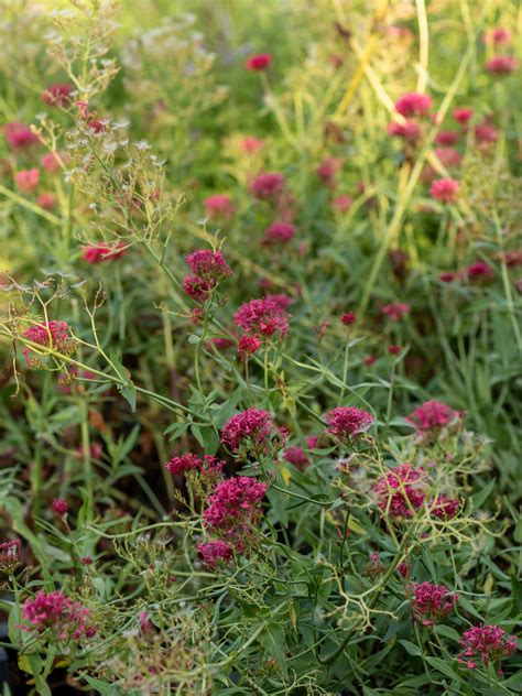 Ostrogowiec Centranthus ‘rosenrot P9 Czerwony Zielonym Do Góry