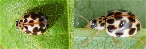 Types Of Ladybugs Found In Canada Id Guide Bird Watching Hq