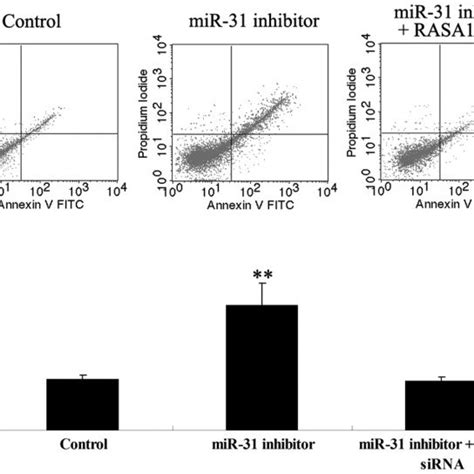 Mrna And Protein Expression Of Ras P Gtpase Activating Protein