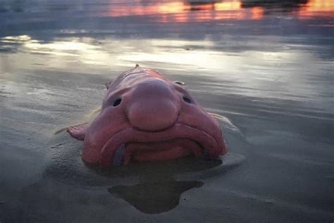 Conheça o peixe bolha uma espécie peculiar do fundo do mar