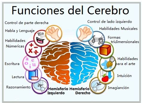 Cu Les Son Las Funciones Del Cerebro Hot Sex Picture