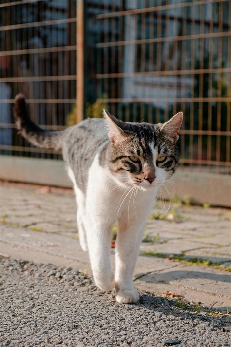 playful cat  home relaxing outdoors  stock photo