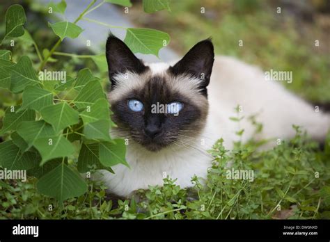 Siamese Cat Banque De Photographies Et Dimages à Haute Résolution Alamy