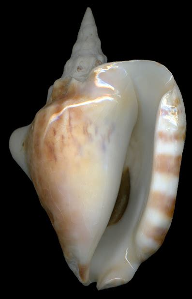 genus thersistrombus bandel