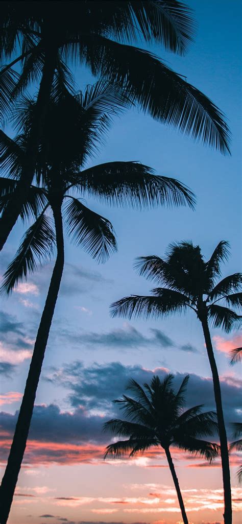 Top 999+ Palm Tree Wallpaper Full HD, 4K Free to Use