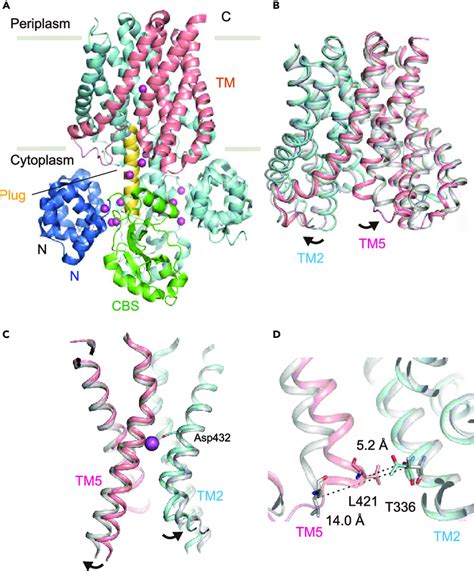 Mg Dependent Cytoplasmic Pore Closure Motions A T Thermophilus