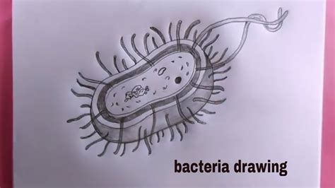 How To Draw Bacteria Easy Easy Bacteria Drawing YouTube