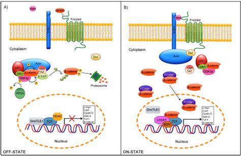 Wnt Catenin Cell Signaling Pathway A In The Absence Of Stimuli