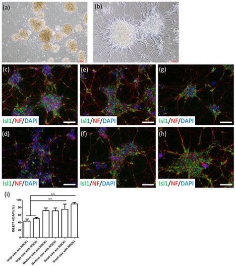 IJMS Free Full Text Robust Generation Of Ready To Use Cryopreserved