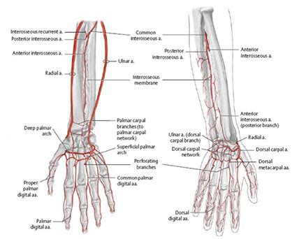 Laccesso Radiale Distale In Cardiologia Interventistica Centro Per