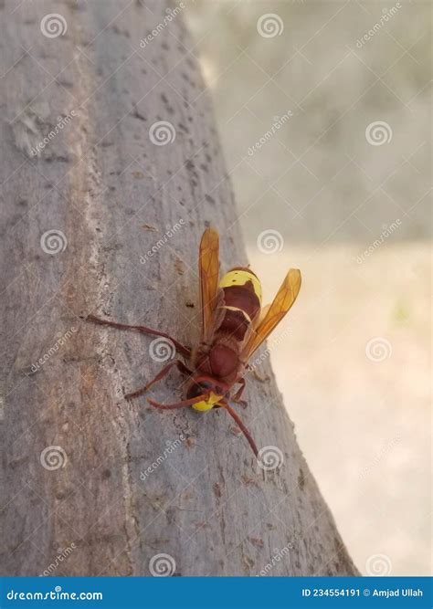 This Is A Japanese Wasp Stock Image Image Of Mardan 234554191