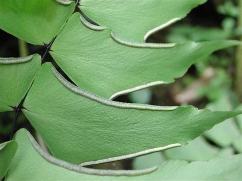 Adiantum Macrophyllum Pteridaceae Image 5487 At Plant Leaves