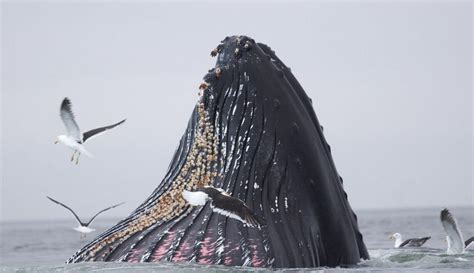 Crossing The Drake Passage Wildfoot Travel Journal