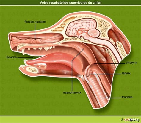 Anatomie De L Appareil Respiratoire Du Chien Conseils V To En Photos