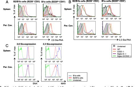 Figure 1 From The Ligand Binding Domain Of Siglec G Is Crucial For Its