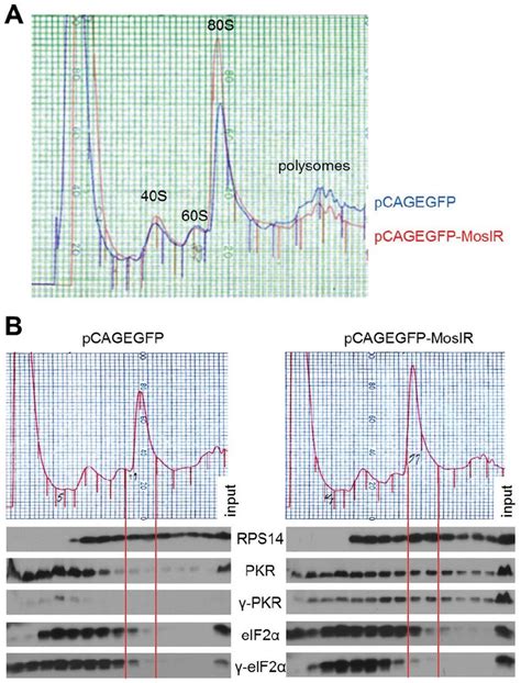 Pcagegfp Mosir Expression Affects The Distribution Of Pkr And Its