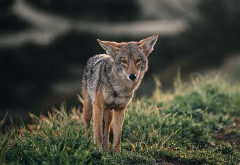 Urban Coyotes: What To Do if You See One - Greenability Magazine