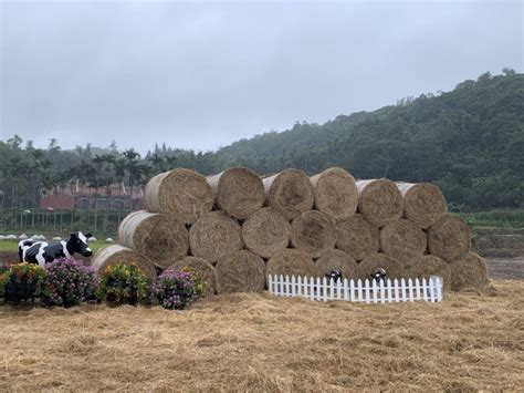 首屆桃園鮮奶節今開幕 小牛、牧草卷及農事體驗超好玩 旅遊 聯合新聞網