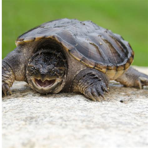 Common Snapping Turtle Critter Republic Dive Center