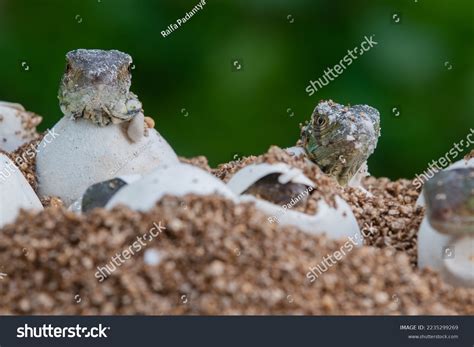 Baby Green Iguana Hatching Egg On Stock Photo 2235299269 | Shutterstock