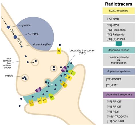 Brain Sciences Free Full Text Molecular Imaging Of Central Dopamine