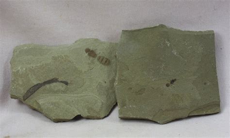 Ant Insect Fossils