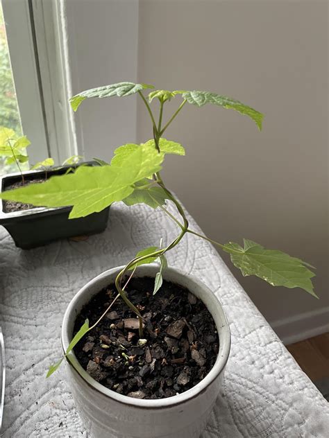 Acer Rubrum For The Heck Of It Rbonsai