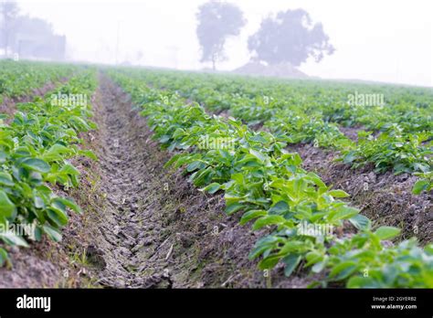 Planta de papa joven fotografías e imágenes de alta resolución Alamy