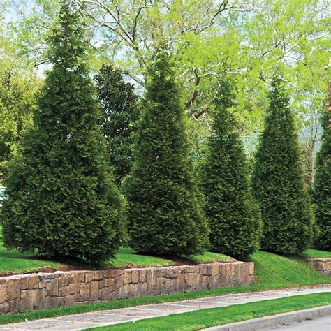 11 Best Fast Growing Trees For Privacy And Considerations When Choosing