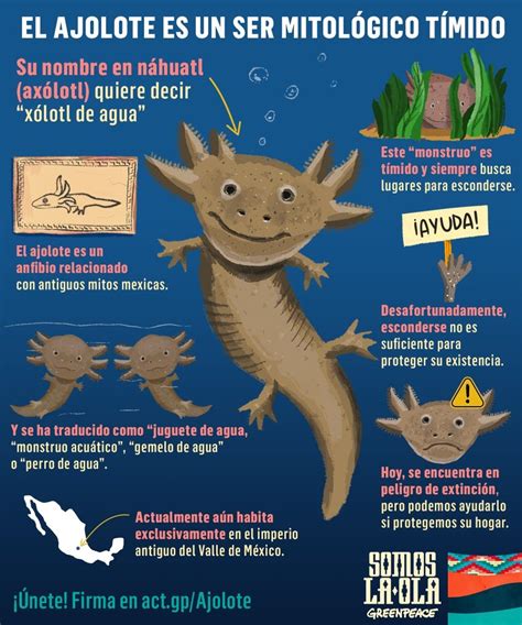 Tako El Ajolote Axolotl Mexican Salamandra Ajolote Dibujo Porn Sex