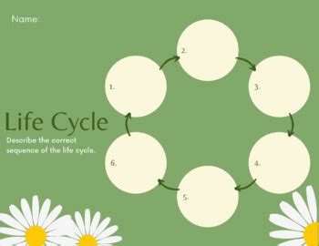 Life Cycle Flow Chart by Brittany Giaccani | TPT